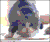 Size: 400x332 | Tagged: safe, edit, imported from derpibooru, rainbow dash, cat, animated, bedroom eyes, behaving like a shaq, butt shake, cute, dashabetes, female, irl, male, meme, photo, shaq, shaquille o'neal, wiggling