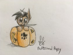 Size: 4032x3024 | Tagged: safe, artist:professionalpuppy, imported from derpibooru, oc, oc only, oc:cocoa mocha, bayonet, cute, food, halloween, holiday, jack-o-lantern, mouth hold, nightmare night, paw prints, pumpkin, pumpkin carving, solo, weapon