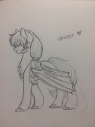 Size: 774x1032 | Tagged: safe, artist:liefsong, imported from derpibooru, oc, oc only, oc:whisper, bat pony, pony, cute, sketch, solo, traditional art