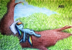 Size: 2842x2000 | Tagged: safe, artist:ponystarpony, imported from derpibooru, rainbow dash, pony, female, pillow, sleeping, solo, traditional art, tree