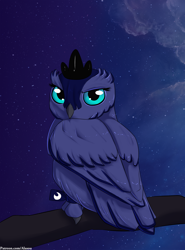 Size: 1000x1350 | Tagged: safe, artist:alasou, imported from derpibooru, princess luna, owl, female, looking at you, night, solo, species swap, tree, tree branch