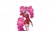Size: 1280x800 | Tagged: safe, artist:platinumpoinsetta, imported from derpibooru, pinkie pie, anthro, plantigrade anthro, clothes, dress, female, santa claus, solo, wip