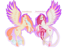 Size: 1280x853 | Tagged: safe, artist:niniibear, imported from derpibooru, caramel, oc, oc:caramel blossom, oc:strawberry cheeks, pegasus, pony, adoptable, adoptableoc, best friends, blushing, cute, eye contact, flower, flower in hair, food, orange, pink, rearing, simple background, smiling, spread wings, transparent background