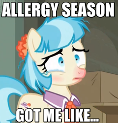 Size: 814x847 | Tagged: safe, edit, edited screencap, imported from derpibooru, screencap, coco pommel, the saddle row review, allergies, cocobetes, cute, dishevelled, female, image macro, meme, messy mane, red nosed, solo, teary eyes, text