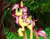 Size: 1024x800 | Tagged: safe, artist:stanfel, imported from derpibooru, fluttershy, pony, female, forest, raised hoof, solo