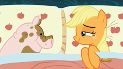 Size: 1277x713 | Tagged: safe, imported from derpibooru, screencap, applejack, earth pony, pig, pony, 28 pranks later, season 6, applejack's bed partner, bed, bedroom eyes, discovery family logo, lidded eyes, meme, meme origin, out of context, pillow, smiling