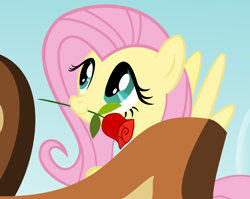 Size: 5440x4320 | Tagged: safe, artist:iknowpony, imported from derpibooru, fluttershy, pegasus, pony, fall weather friends, .svg available, absurd resolution, cute, daaaaaaaaaaaw, female, flower, hnnng, mare, mouth hold, rose, scene interpretation, shyabetes, smiling, solo, spread wings, vector, weapons-grade cute, wings
