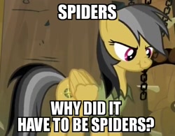 Size: 500x390 | Tagged: safe, edit, edited screencap, idw, imported from derpibooru, screencap, daring do, daring don't, spoiler:comic, spoiler:comicff32, arachnophobia, cute, daring dorable, female, image macro, indiana jones, meme, scrunchy face, solo