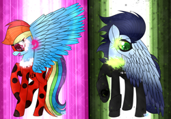 Size: 1024x712 | Tagged: dead source, safe, artist:northlights8, imported from derpibooru, rainbow dash, soarin', pony, chat noir, colored wings, colored wingtips, crossover, ladybug (miraculous ladybug), male, miraculous ladybug, shipping, soarindash, straight, transformation