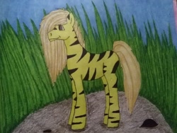 Size: 1280x960 | Tagged: safe, artist:depresyjnyolowek, imported from derpibooru, oc, oc only, panther, pony, blank flank, female, full background, high grass, mane of fire, mare, random pony, solo, stone, traditional art