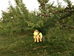 Size: 4032x3024 | Tagged: safe, imported from derpibooru, applejack, earth pony, pony, apple orchard, apple tree, augmented reality, bucking, female, gameloft, irl, mare, photo, ponies in real life, solo, tree