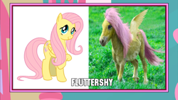 Size: 1366x768 | Tagged: safe, imported from derpibooru, fluttershy, image macro, meme, wat