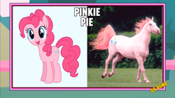 Size: 1366x768 | Tagged: safe, imported from derpibooru, pinkie pie, horse, hoers, image macro, irl, irl horse, meme, photo, photoshop, pronking, recolored hoers, wat