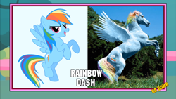 Size: 1366x768 | Tagged: safe, imported from derpibooru, rainbow dash, horse, hoers, image macro, irl, irl horse, meme, photo, photoshop, recolored hoers, wat