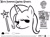 Size: 600x444 | Tagged: safe, imported from derpibooru, trixie, pony, unicorn, female, mare, official, printable, pumpkin stencil, solo