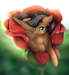 Size: 1024x1113 | Tagged: safe, artist:csox, imported from derpibooru, oc, oc only, oc:artsong, pegasus, pony, flower, micro, rose, solo