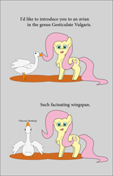 Size: 1161x1806 | Tagged: safe, artist:planetkiller, derpibooru exclusive, imported from derpibooru, fluttershy, goose, pegasus, pony, animal, chest fluff, comic, descriptive noise, meme, misspelling, simple background, text, vulgar