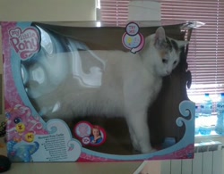 Size: 604x472 | Tagged: safe, artist:cheetahart, imported from derpibooru, pinkie pie (g3), cat, box, g3.5, irl, lol, photo, wat