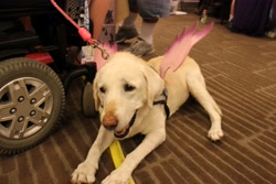Size: 4898x3265 | Tagged: safe, derpibooru exclusive, imported from derpibooru, photographer:lablayers, princess cadance, dog, labrador retriever, pegasus, pony, absurd resolution, clothes, cosplay, costume, fillycon, fillycon 2016, irl, photo, service dog