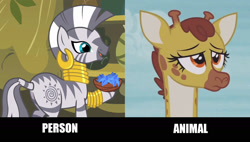 Size: 1534x872 | Tagged: safe, edit, edited screencap, imported from derpibooru, screencap, clementine, zecora, giraffe, zebra, fluttershy leans in, butt, comparison, plot, poison joke