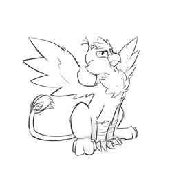 Size: 1280x1280 | Tagged: safe, artist:captainhoers, imported from derpibooru, oc, oc only, oc:gyro feather, oc:gyro tech, griffon, :t, behaving like a bird, birds doing bird things, cheek fluff, chest fluff, derp, grayscale, griffonized, leg fluff, monochrome, puffy cheeks, simple background, sketch, solo, species swap, spread wings, white background, wing fluff, wings