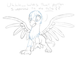 Size: 1137x856 | Tagged: safe, artist:stillwaterspony, imported from derpibooru, oc, oc only, oc:still waters, griffon, atg 2017, claw, dialogue, male, newbie artist training grounds, open mouth, paws, rough, sketch, solo, species swap, spread wings, transformation, wings