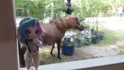 Size: 3920x2204 | Tagged: safe, artist:redness, imported from derpibooru, princess celestia, pony, equestria girls, ball jointed doll, bjd, custom, customized toy, doll, equestria girls minis, eqventures of the minis, irl, irl horse, photo, ponied up, principal celestia, toy