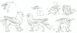 Size: 8312x3624 | Tagged: safe, artist:earthsong9405, imported from derpibooru, gilda, oc, classical hippogriff, griffon, hippogriff, original species, absurd resolution, beak teeth, behaving like a bird, birds doing bird things, canaegriff, catbird, cloven hooves, description is relevant, egg, grayscale, headcanon, long description, majestic, monochrome, pencil drawing, realistic, realistic anatomy, realistic horse legs, sketch, sketch dump, tail feathers, traditional art, wing claws