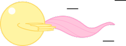 Size: 283x105 | Tagged: safe, artist:mega-poneo, imported from derpibooru, fluttershy, pegasus, pony, ball, crossover, female, flutterball, mare, motion lines, rolling, simple background, solo, sonic the hedgehog (series), spin dash, spread wings, transparent background, wings