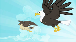 Size: 1284x721 | Tagged: safe, imported from derpibooru, screencap, bald eagle, bird, eagle, falcon, may the best pet win, bird of prey, flying, majestic, peregrine falcon, sky