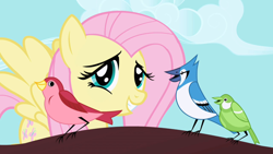 Size: 1280x720 | Tagged: safe, imported from derpibooru, screencap, fluttershy, bird, blue jay, pegasus, pony, friendship is magic, female, mare, songbird