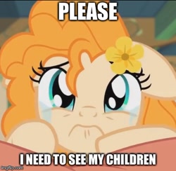 Size: 406x397 | Tagged: safe, edit, edited screencap, imported from derpibooru, screencap, pear butter, earth pony, pony, the perfect pear, cropped, crying, cute, feels, female, flower, flower in hair, image macro, meme, pearabetes, sad, sadorable, solo, story in the comments, tearjerker