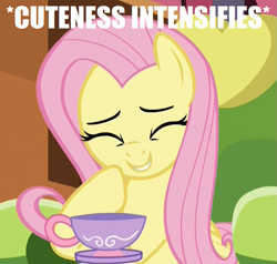 Size: 947x903 | Tagged: safe, edit, edited screencap, imported from derpibooru, screencap, fluttershy, pegasus, pony, make new friends but keep discord, chair, coaster, cropped, cup, cute, eyes closed, female, giggling, image macro, laughing, mare, meme, shyabetes, solo, teacup, text, x intensifies