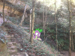 Size: 1024x765 | Tagged: safe, artist:didgereethebrony, imported from derpibooru, spike, dragon, pony, australia, didgeree collection, irl, mlp in australia, photo, ponies in real life, solo, surprised, tree, winged spike, wings