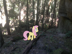 Size: 1024x765 | Tagged: safe, artist:didgereethebrony, imported from derpibooru, fluttershy, pony, australia, forest, irl, mlp in australia, photo, ponies in real life, solo, tree, valley