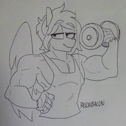 Size: 1836x1836 | Tagged: safe, artist:redxbacon, imported from derpibooru, oc, oc only, oc:delta dart, anthro, hippogriff, clothes, muscles, smug, solo, talons, traditional art, weight lifting, weights, wings