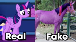 Size: 1280x720 | Tagged: safe, edit, edited screencap, imported from derpibooru, screencap, twilight sparkle, alicorn, horse, irl, obvious, photo, realistic, text edit, twilight sparkle (alicorn), you don't say