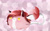 Size: 1681x1059 | Tagged: safe, artist:nekoremilia1, imported from derpibooru, oc, oc only, plant pony, pony, :3, augmented tail, chibi, chubbie, pink body, ponybolita, red hair, solo, tail mouth, tailmouth, yellow eyes