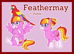 Size: 2154x1574 | Tagged: safe, artist:bakufoon, imported from derpibooru, feathermay, bird, macaw, parrot, pegasus, pony, scarlet macaw, coat markings, facial markings, female, glasses, mare, pince-nez, pink background, simple background, sitting, socks (coat marking), socks (coat markings), solo, star (coat marking)