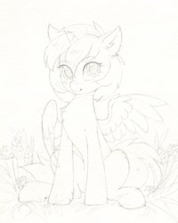 Size: 1561x1948 | Tagged: safe, artist:lispp, imported from derpibooru, oc, oc only, pegasus, pony, unicorn, commission, monochrome, sketch, solo, traditional art, your character here