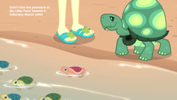 Size: 1920x1080 | Tagged: safe, imported from derpibooru, screencap, fluttershy, tank, tortoise, turtle, aww... baby turtles, equestria girls, equestria girls series, baby turtle, feet, flip-flops, sandals, sea turtle