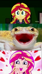 Size: 782x1380 | Tagged: safe, edit, imported from derpibooru, screencap, ray, sunset shimmer, leopard gecko, lizard, eqg summertime shorts, equestria girls, pet project, animal, cute, discovery family logo, eyes on the prize, heart, irl, looking at you, open mouth, photo, realistic, shimmerbetes, shimmering the gecko, volumetric mouth