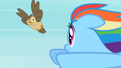 Size: 1280x720 | Tagged: safe, imported from derpibooru, screencap, owlowiscious, rainbow dash, bird, owl, pony, may the best pet win, duo, female, flying, mare