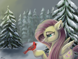 Size: 2224x1668 | Tagged: safe, artist:catscratchpaper, imported from derpibooru, fluttershy, bird, cardinal, pegasus, pony, female, fir tree, pine tree, realistic, scenery, smiling, snow, tree, winter