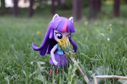 Size: 6000x4000 | Tagged: safe, artist:artofmagicpoland, imported from derpibooru, twilight sparkle, twilight sparkle (alicorn), alicorn, equestria girls, doll, equestria girls minis, eqventures of the minis, female, flower, grass, irl, micro, photo, sniffing, solo, toy