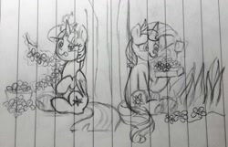 Size: 1546x993 | Tagged: safe, artist:chautung, imported from derpibooru, sunset shimmer, twilight sparkle, alicorn, pony, unicorn, cute, female, floral head wreath, flower, lesbian, levitation, lined paper, magic, mare, pencil drawing, present, shimmerbetes, shipping, sitting, sunsetsparkle, telekinesis, tongue out, traditional art, twilight sparkle (alicorn)