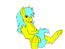 Size: 1600x1200 | Tagged: safe, artist:chickengoddess, imported from derpibooru, oc, oc only, oc:golden rule, earth pony, pony, blue mane, chest fluff, covering, cute, fluffy, frog (hoof), on back, red eyes, tail covering, tongue out, underhoof