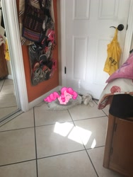Size: 3024x4032 | Tagged: safe, imported from derpibooru, pinkie pie, dog, augmented reality, cute, diapinkes, gameloft, irl, maltipoo, photo, ponies in real life