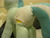 Size: 1600x1200 | Tagged: safe, artist:hoppip, imported from derpibooru, lyra heartstrings, pony, unicorn, butt, clothes, female, indoors, infamous, irl, lyra plushie, mare, panties, photo, plot, plothole plush lyra, plushie, rear view, solo, standing, tail, tail hole, underwear