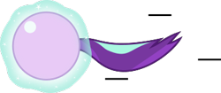 Size: 359x151 | Tagged: safe, artist:mega-poneo, imported from derpibooru, starlight glimmer, pony, unicorn, ball, crossover, female, glimmerball, levitation, magic, mare, motion lines, rolling, self-levitation, simple background, solo, sonic the hedgehog (series), spin dash, telekinesis, transparent background